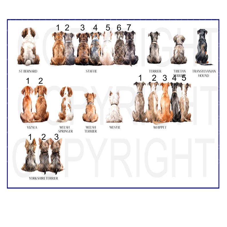 May include: A chart with illustrations of different dog breeds, including a St. Bernard, a Staffordshire Bull Terrier, a Vizsla, a Welsh Springer Spaniel, a Welsh Terrier, a Westie, a Whippet, a Yorkshire Terrier, a Terrier, a Tibetan Terrier, and a Transylvanian Hound.