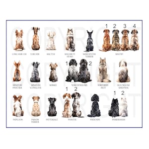 May include: A chart with illustrations of 18 different dog breeds, each sitting in a row. The breeds are labeled with their names below each image. The chart is a helpful guide for identifying different dog breeds.