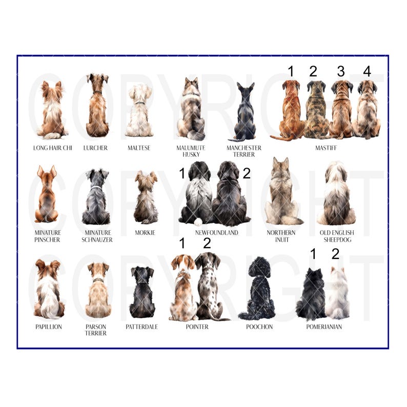 May include: A chart with illustrations of 18 different dog breeds, each sitting in a row. The breeds are labeled with their names below each image. The chart is a helpful guide for identifying different dog breeds.