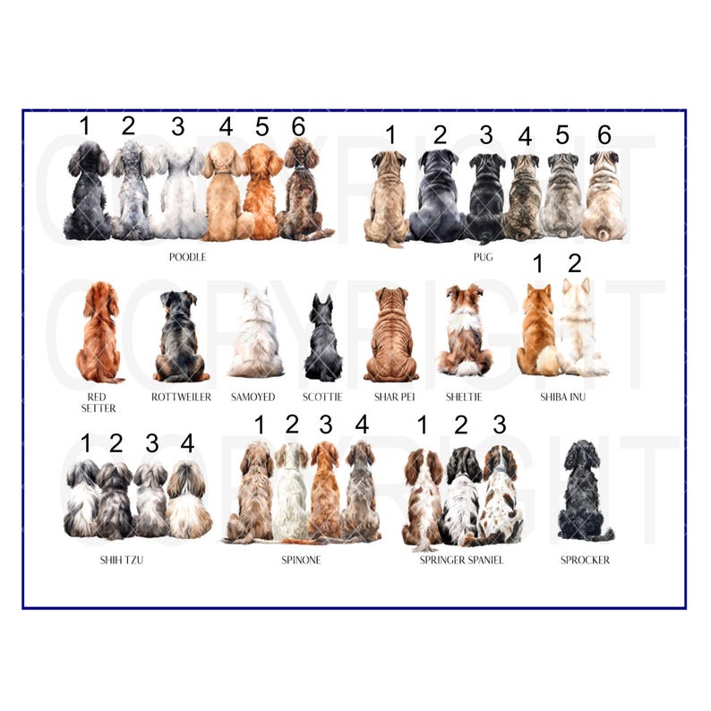 May include: A chart with illustrations of different dog breeds, including a Poodle, Red Setter, Rottweiler, Samoyed, Scottie, Shar Pei, Sheltie, Shiba Inu, Shih Tzu, Spinone, Springer Spaniel, and Sprocker.