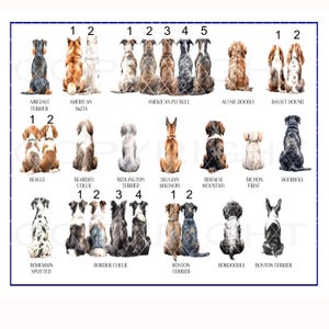 May include: A chart with watercolor illustrations of different dog breeds, each with a number next to it. The breeds include Airedale Terrier, American Akita, American Pit Bull, Aussie Doodle, Basset Hound, Beagle, Bearded Collie, Bedlington Terrier, Belgian Malinois, Bernese Mountain Dog, Bichon Frise, Boerboel, Bohemian Spotted, Border Collie, Boston Terrier, Bordoodle, and Boston Terrier.