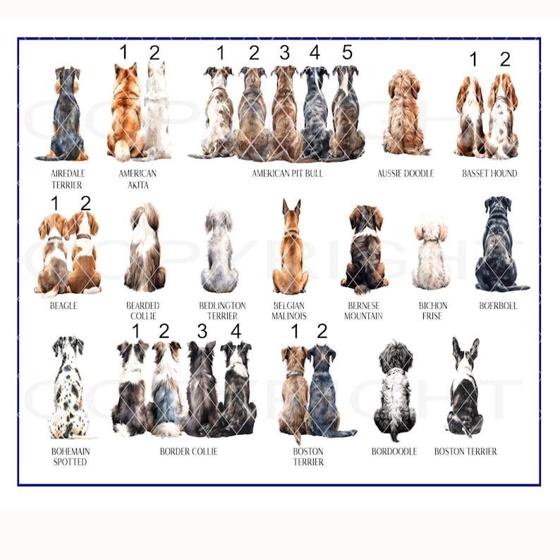 May include: A chart with watercolor illustrations of different dog breeds, each with a number next to it. The breeds include Airedale Terrier, American Akita, American Pit Bull, Aussie Doodle, Basset Hound, Beagle, Bearded Collie, Bedlington Terrier, Belgian Malinois, Bernese Mountain Dog, Bichon Frise, Boerboel, Bohemian Spotted, Border Collie, Boston Terrier, Bordoodle, and Boston Terrier.