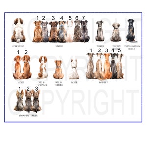 May include: A chart with illustrations of different dog breeds, including a St. Bernard, a Staffordshire Bull Terrier, a Welsh Springer Spaniel, a Welsh Terrier, a Westie, a Whippet, a Yorkshire Terrier, a Terrier, a Tibetan Terrier, and a Transylvanian Hound.