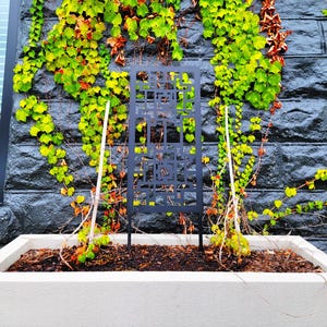 Outdoor or Indoor Standing Trellis - Garden Decor - Climbing Vine - Privacy Panel - Outdoor Furniture and Decor - Modern Privacy Screen