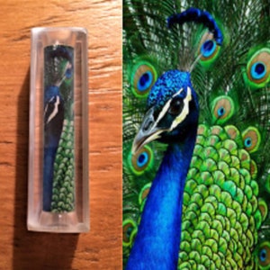 Peacock Pen Blank #029