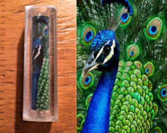 Peacock Pen Blank #029