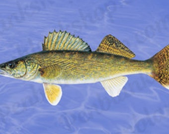 Walleye Pen Blank #196