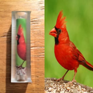 May include: A clear glass tube with a red cardinal bird inside. The bird is perched on a green branch with white flowers. The tube is on a wooden surface.