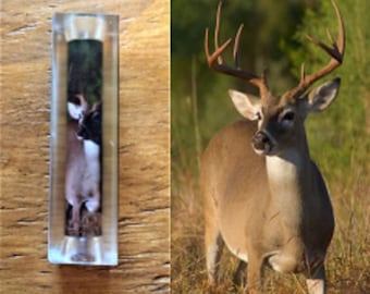 Deer Pen Blank #033