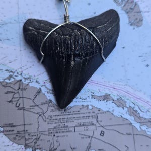 Juvenile Posterior Megalodon Tooth Necklace