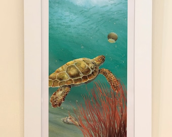 Loggerhead and Cannonball Jelly (framed original)