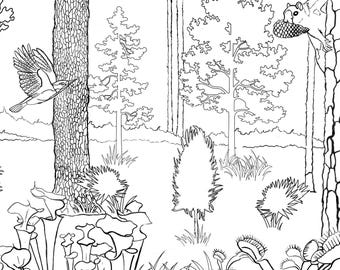 Coastal longleaf pine forest coloring page download
