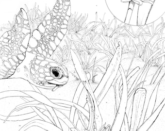 Sea turtle and sea grass coloring page download