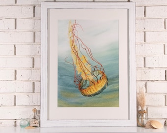 Atlantic Sea Nettle