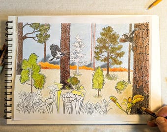Coastal longleaf pine forest coloring page download