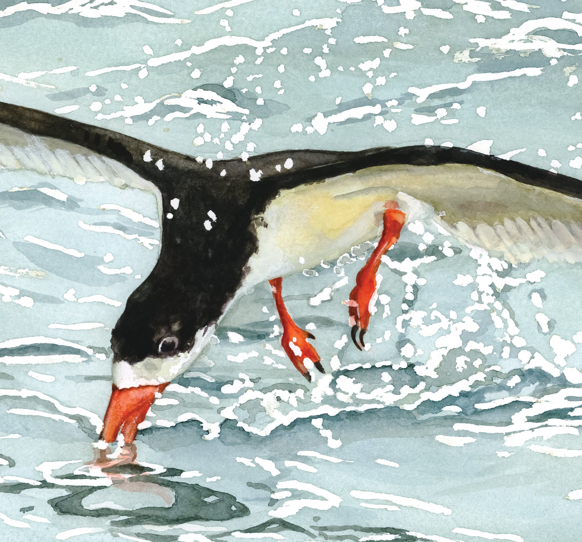 Black Skimmer in the Inlet