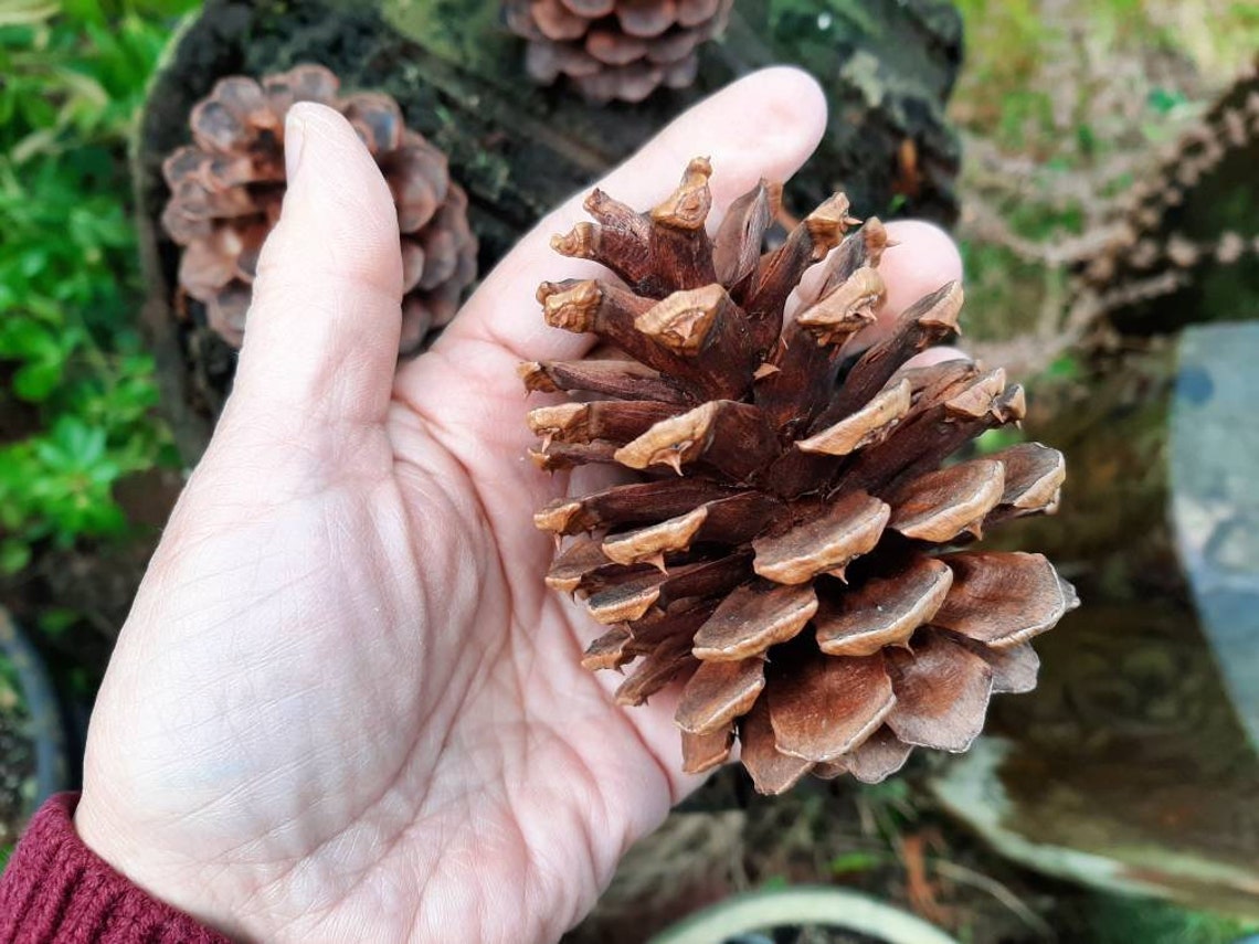 75 Ponderosa Pine Cones for Decorating or Crafts. From the | Etsy