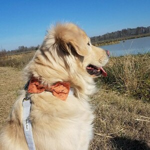 May include: A golden retriever dog wearing a brown bow tie with a white leash that says "unly made". The dog is looking off to the side with its mouth open and tongue sticking out. The dog is standing in a field of tall grass.
