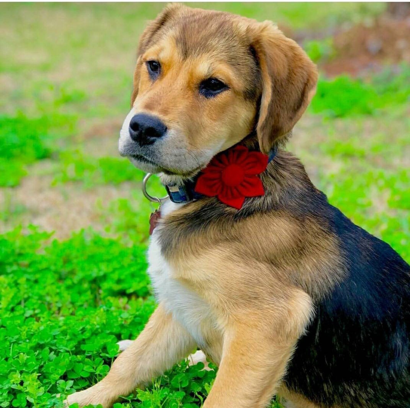 Add a Matching Flower Girl Dog Flower Attachment Flower Etsy