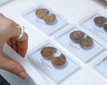 Cleoniceras Ammonite Fossil Pair
