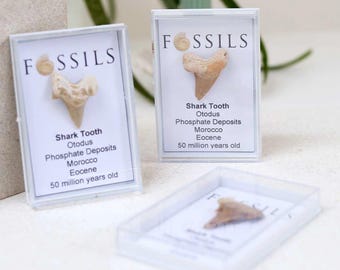 Shark Tooth Fossil (Otodus)