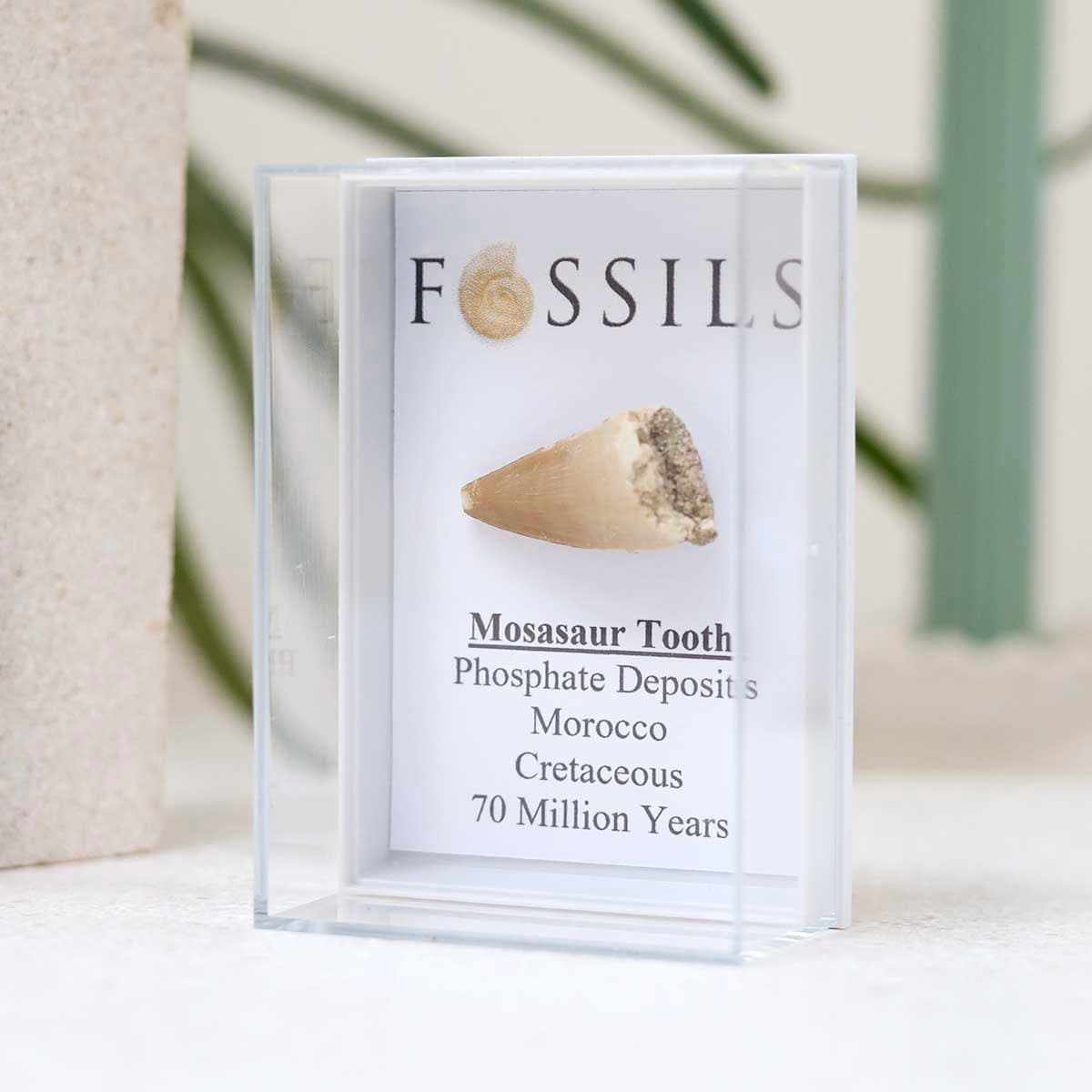 モササウルスの歯の化石 - Etsy 日本