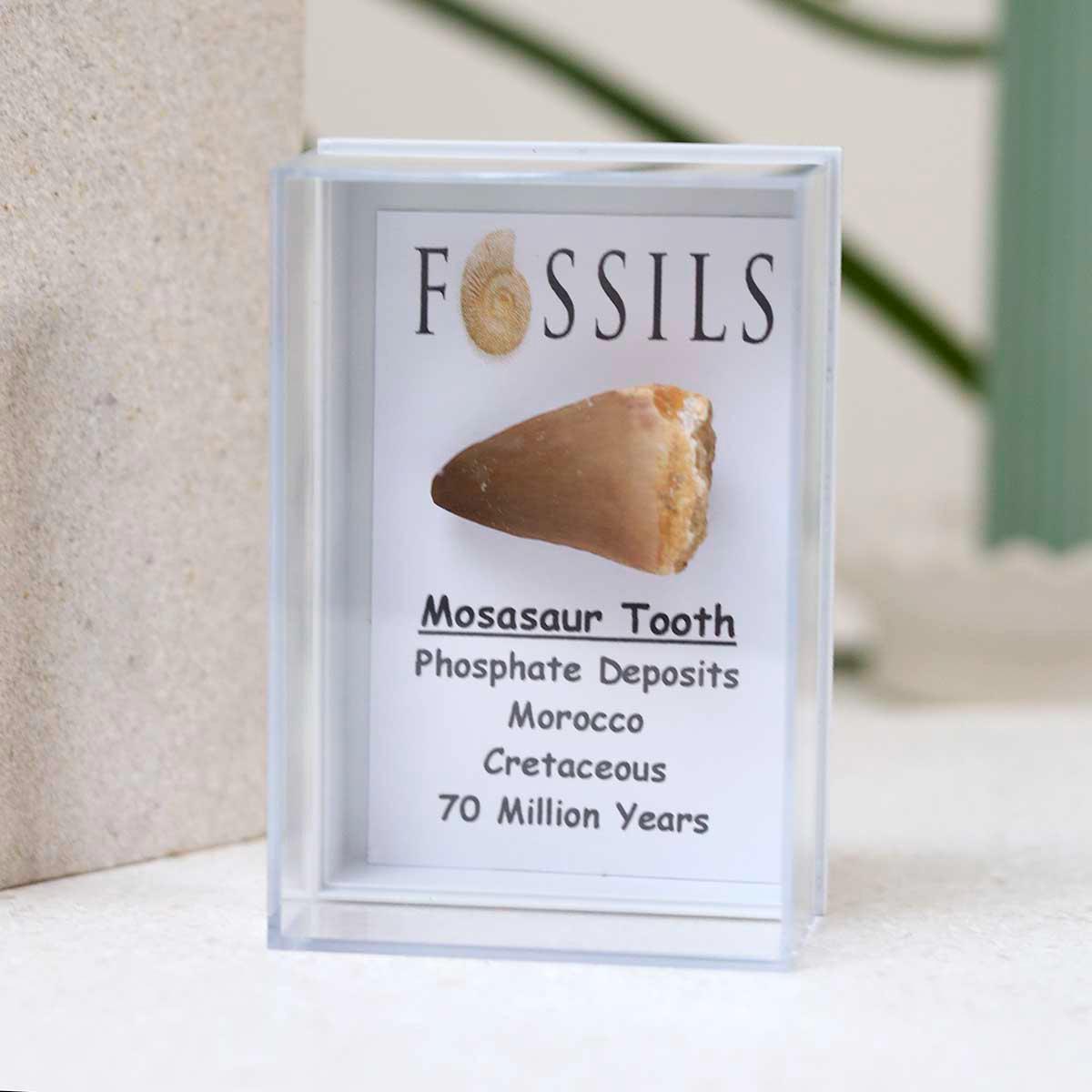 モササウルスの歯の化石 - Etsy 日本