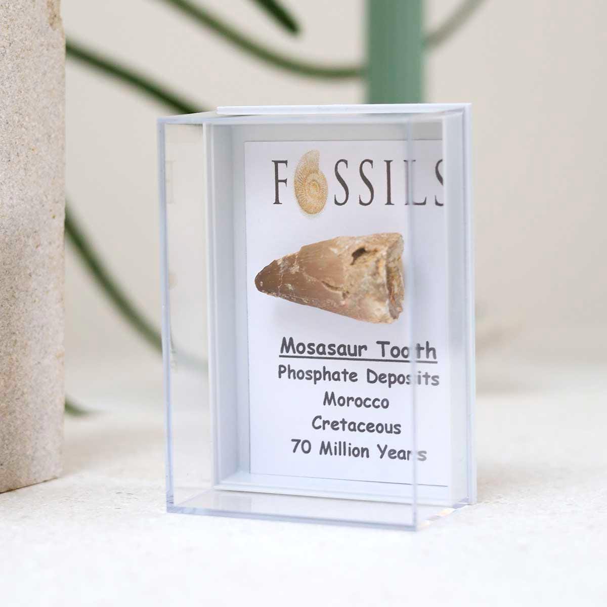 モササウルスの歯の化石 - Etsy 日本