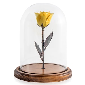 Forever Rose USA The Beauty and the Beast Rose Enchanted Rose This is a Real Yellow Rose preserved to last forever, Made In The USA image 1