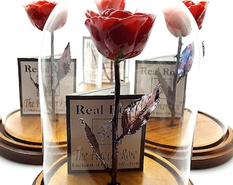 Enchanted Beauty and the Beast Rose: Real Preserved Rose with Glass Dome