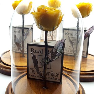 Forever Rose USA The Beauty and the Beast Rose Enchanted Rose This is a Real Yellow Rose preserved to last forever, Made In The USA image 2