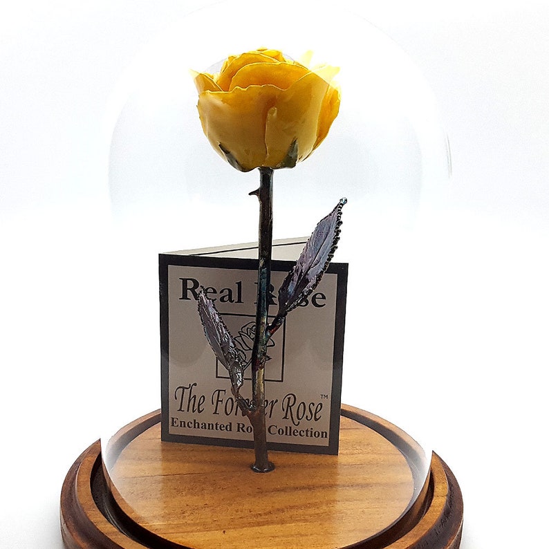 Forever Rose USA The Beauty and the Beast Rose Enchanted Rose This is a Real Yellow Rose preserved to last forever, Made In The USA image 3