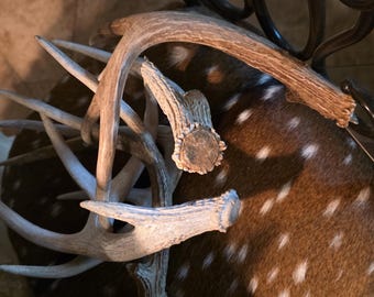 All Natural Protein Fed Antler Sheds