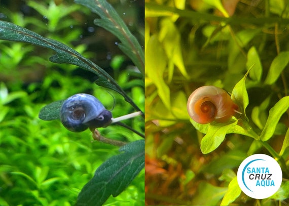 102 Blue and Pink Mixed Ramshorn Snail Aquatic Snail Algae - Etsy New Zealand 102 Blue and Pink Mixed Ramshorn Snail Aquatic Snail Algae - Etsy New Zealand