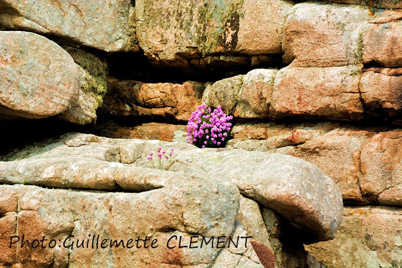 Fleurs Parmi Des Rochers