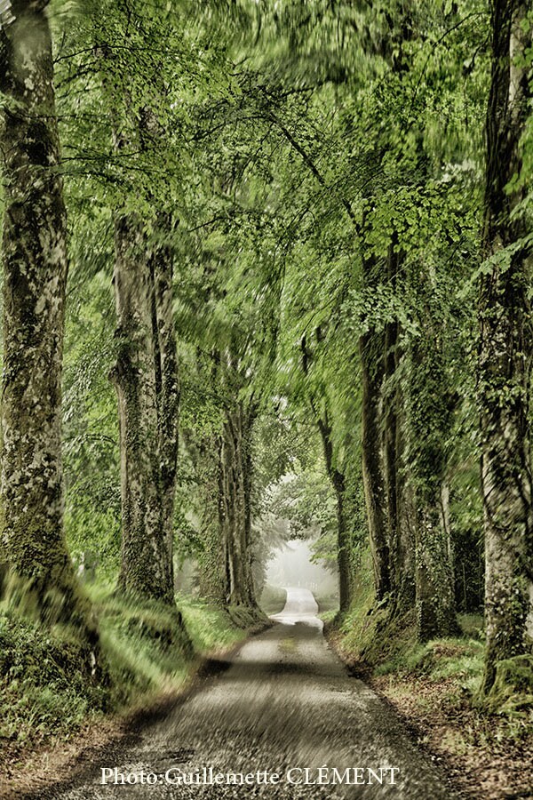 Route Entre Les Arbres