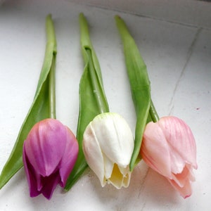Tulpe Mini violett-3er 3 Farben