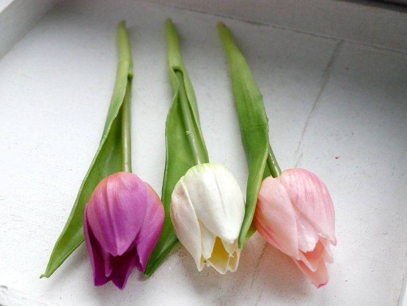 Tulpe Mini violett-3er 3 Farben