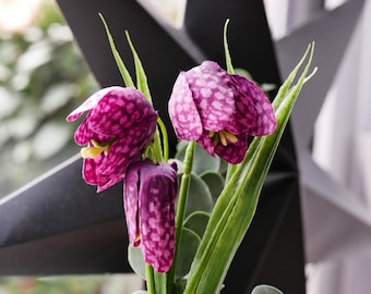 Fritillaria-Schachblume 2 Stck.