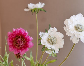 Scabiosa 3er Blüte