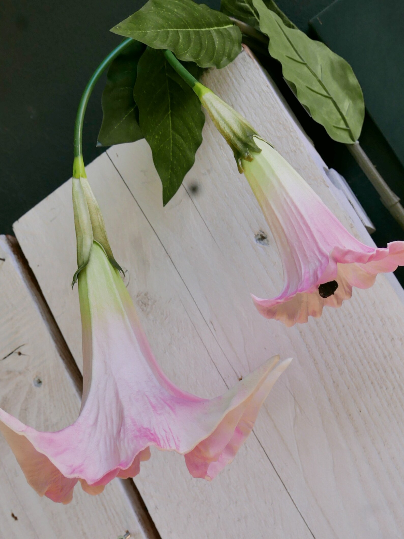 Trompetenblume rosa | Etsy