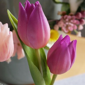 Tulpe Mini violett-3er Bild 3