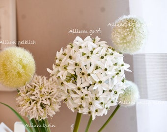 Allium verschiedene