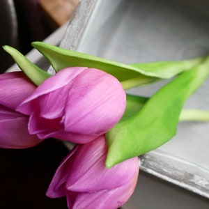 Tulpe Mini violett-3er Bild 8