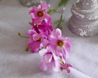 Blumen Cosmea 2 Stck. mehrtonrosa