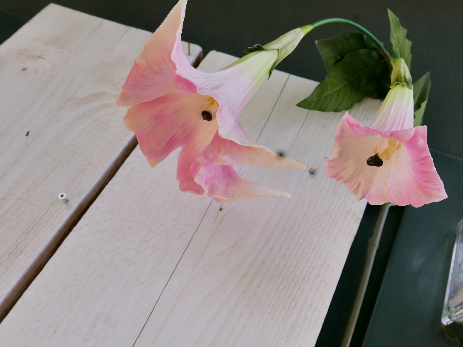 Trompetenblume rosa | Etsy