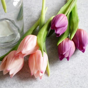 Tulpe Mini violett-3er Bild 2