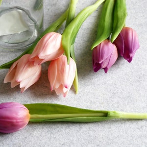 Tulpe Mini violett-3er Bild 9