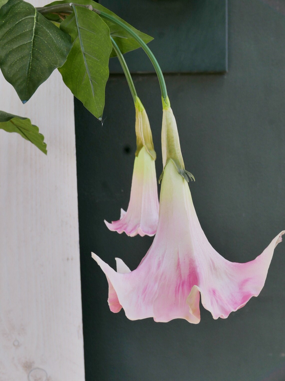 Trompetenblume rosa | Etsy