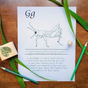 May include: A printable worksheet for learning the letter G. The worksheet features a black and white illustration of a grasshopper with the word "grasshopper" written below. The letter G is written in large font at the top of the page.